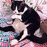 cat, tuxedo_cat, black_and_white, feline, pet, animal, whiskers, yellow_eyes, ears, paws, tail, lying_down, relaxed, bed, bedding, floral_pattern, colorful, indoors, portrait, domestic_animal