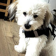 Bella participe au concours pour gagner de l'argent avec cette photo : dog, puppy, white_fur, fluffy, long_hair, black_harness, pet, animal, portrait, close_up, standing, indoors, wooden_floor, home, cute, adorable, dark_eyes, black_nose, collar, photography