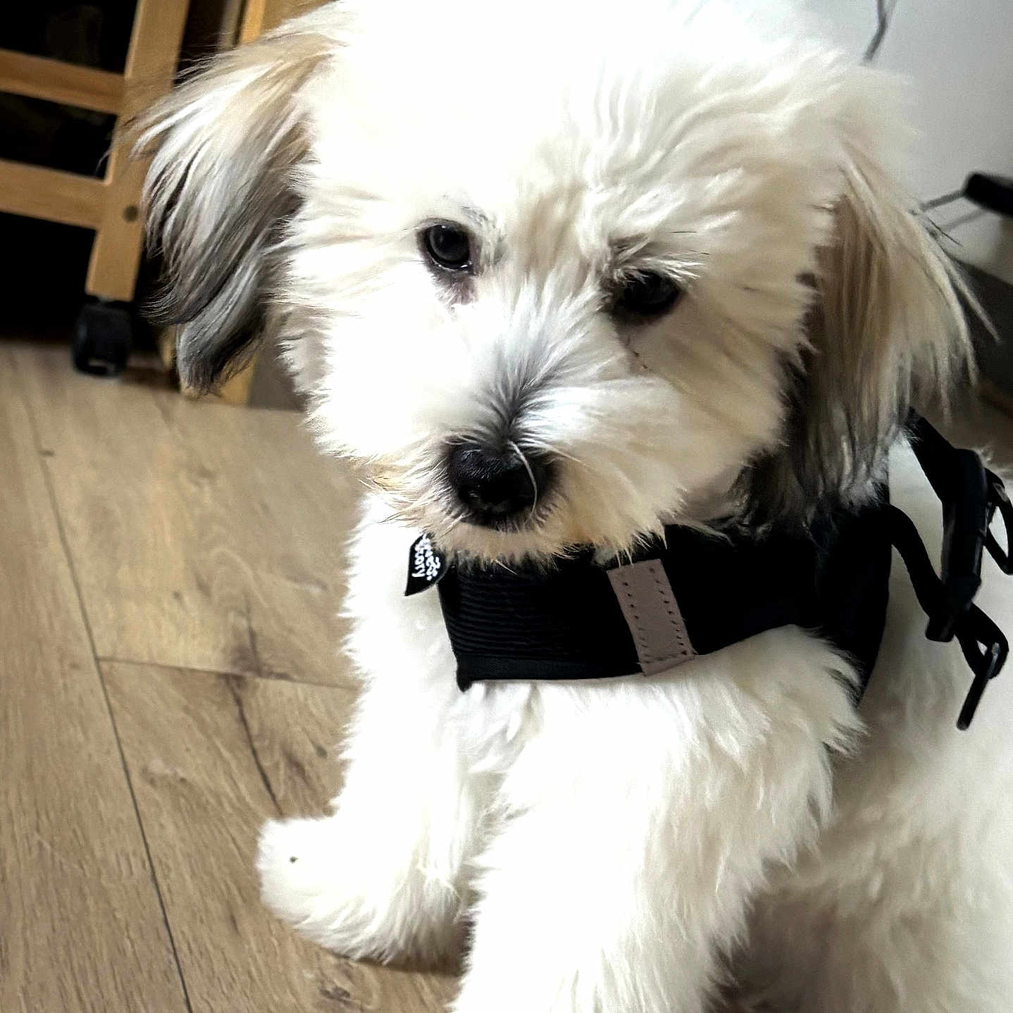 Bella