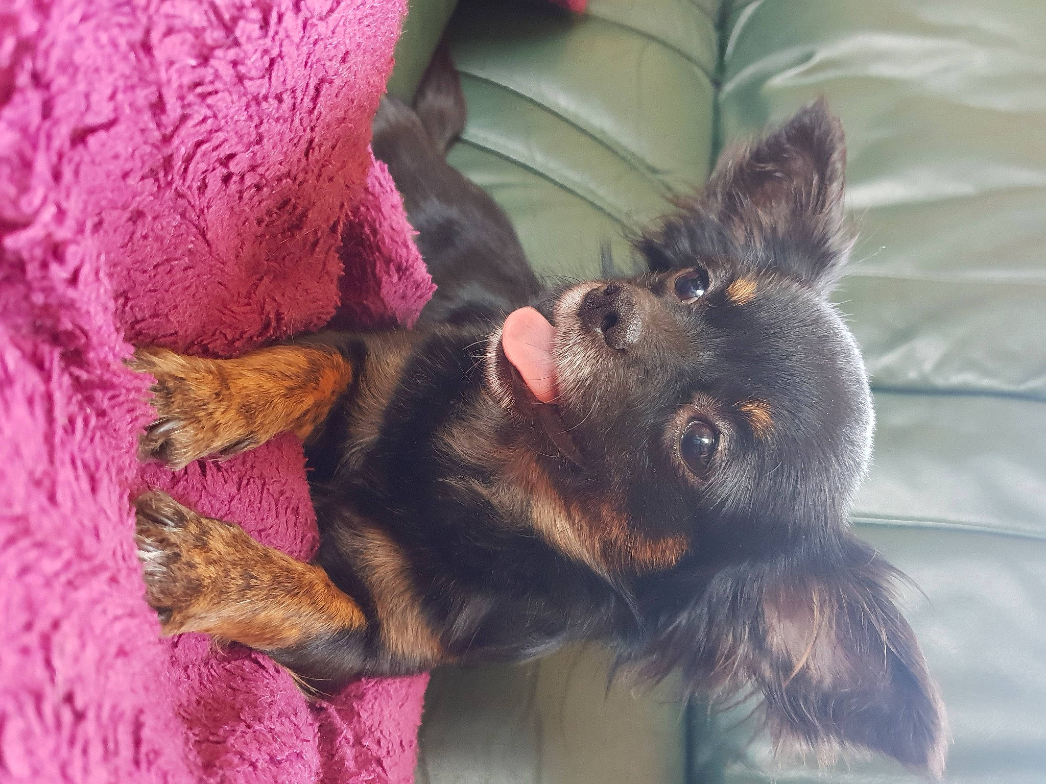 Venus participe au concours pour gagner de l'argent avec cette photo : canidae, carnivore, companion_dog, dog, dog_breed, mammal, puppy, russkiy_toy, sporting_group, vertebrate