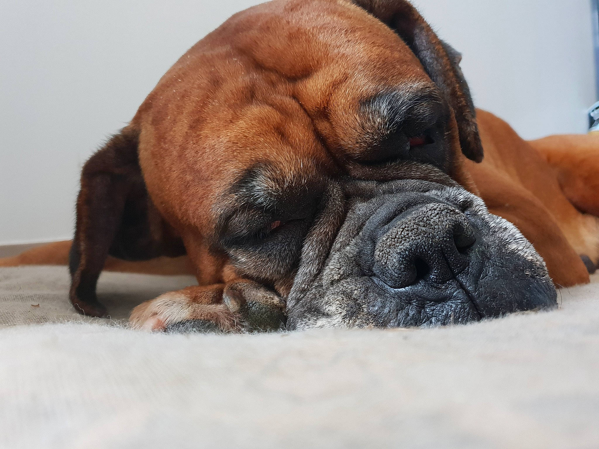 Irka participe au concours pour gagner de l'argent avec cette photo : alano_espanol, boerboel, boxer, bullmastiff, canidae, carnivore, companion_dog, dog, dog_breed, english_mastiff, fawn, fila_brasileiro, korean_mastiff, mammal, nap, old_english_bulldog, snout, tosa, vertebrate, wrinkle