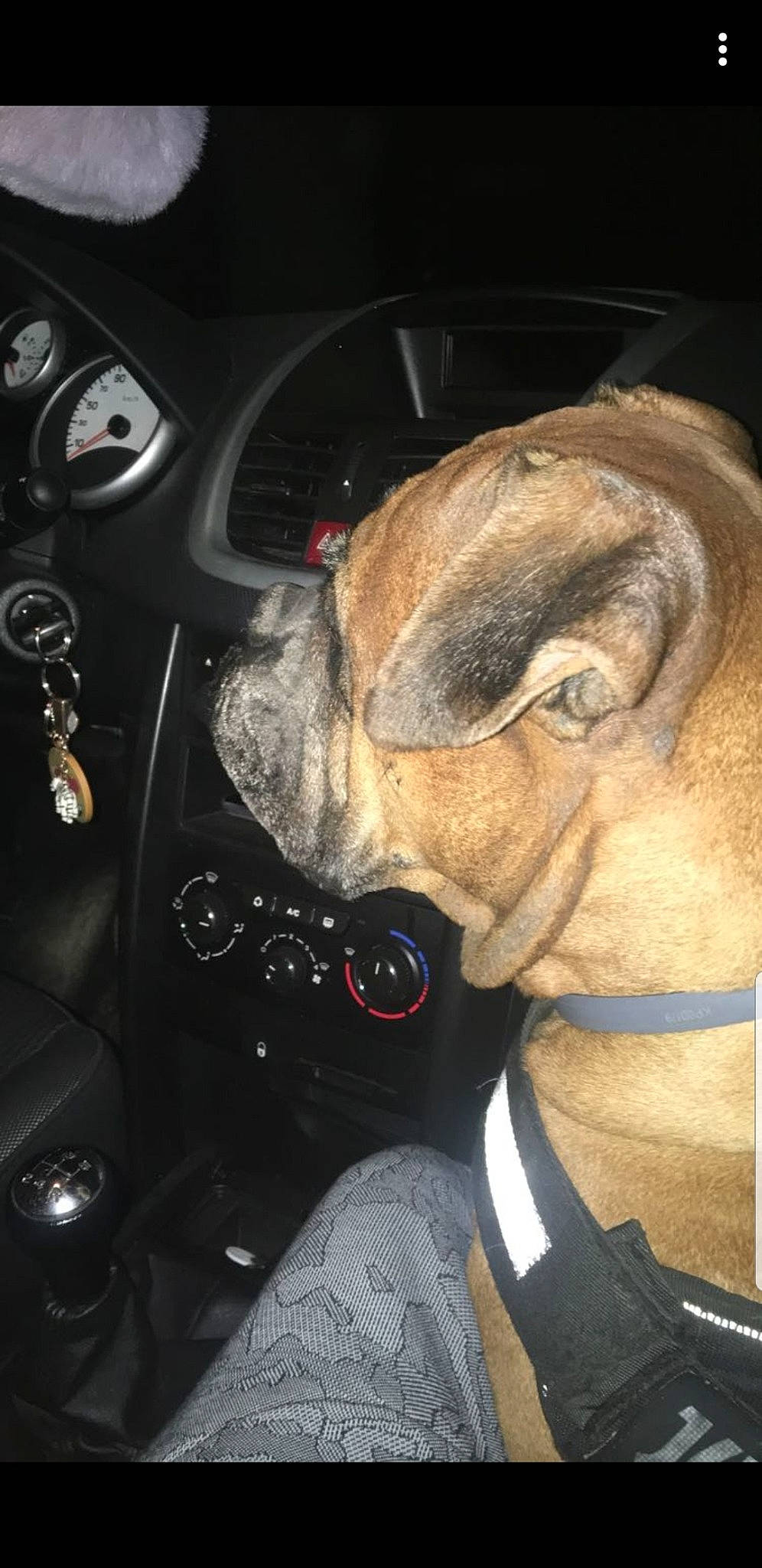 Irka participe au concours pour gagner de l'argent avec cette photo : canidae, carnivore, companion_dog, dog, ear, fawn, pug, snout, toy_dog, wrinkle