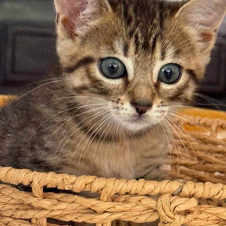 Wendy a rejoint le concours — aidez-le/la à gagner de superbes lots ! abyssinian, animal, basket, cat, kitten, manx, pet