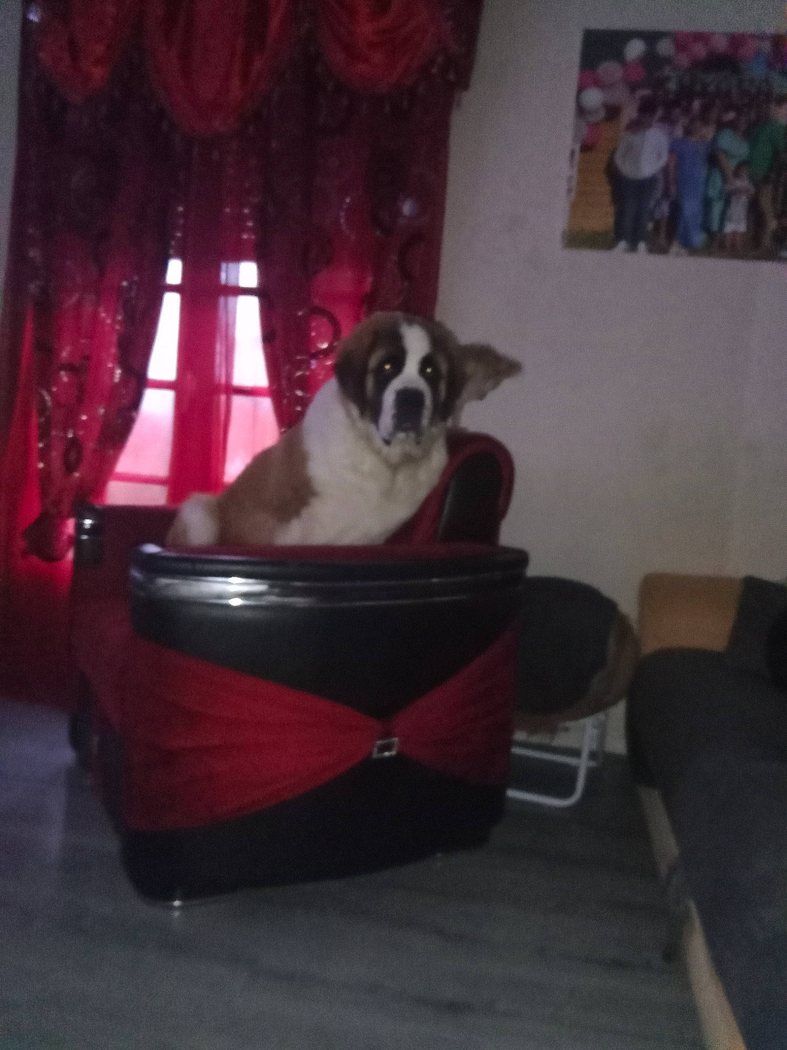 Uma a rejoint le concours — aidez-le/la à gagner de superbes lots ! carnivore, chair, comfort, companion_dog, couch, curtain, dog, dog_bed, dog_breed, dog_supply, fawn, floor, flooring, furniture, hardwood, living_room, picture_frame, room, window, wood