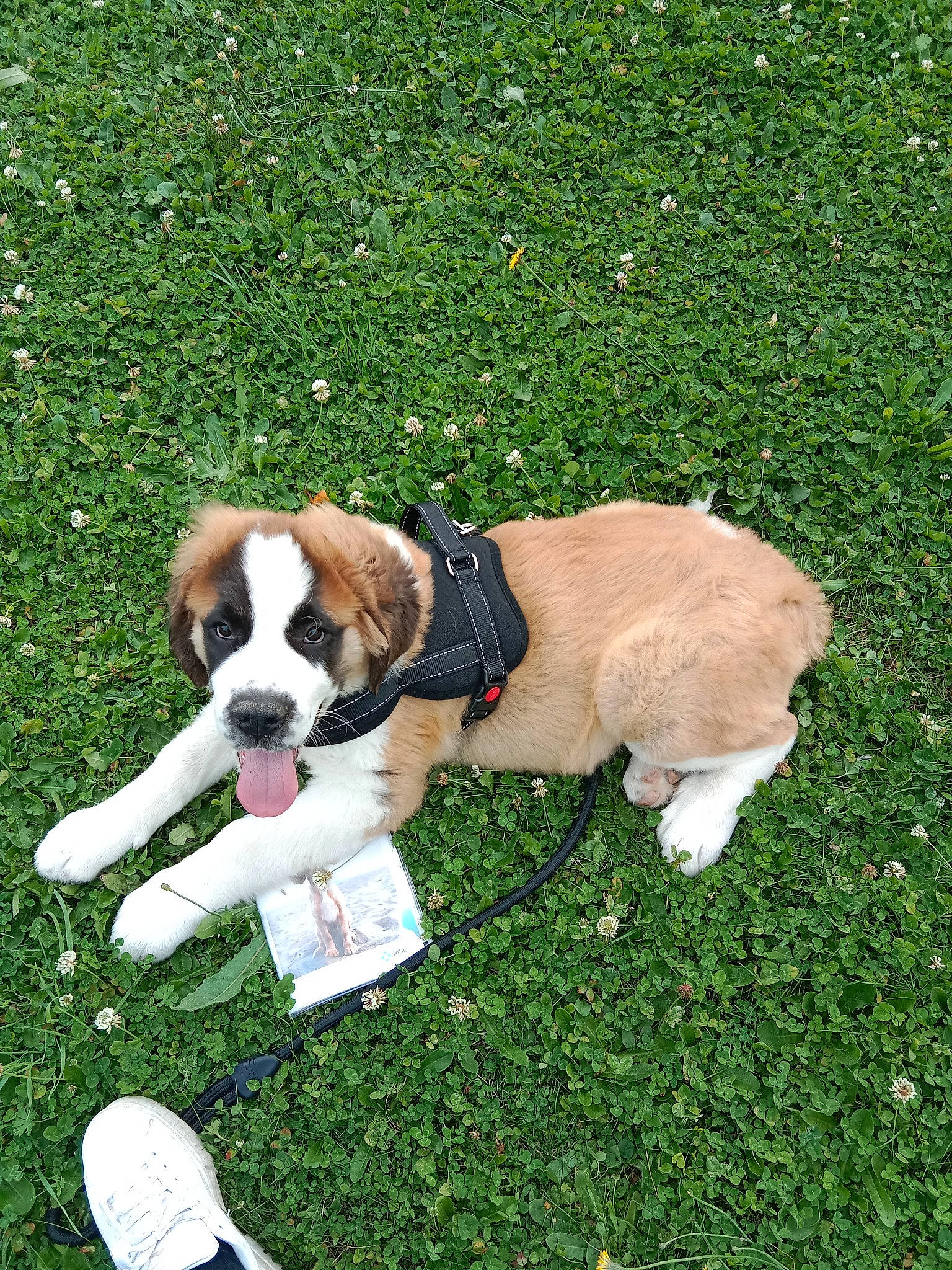 Uma a rejoint le concours — aidez-le/la à gagner de superbes lots ! canidae, carnivore, collar, companion_dog, dog, dog_breed, dog_collar, fawn, fur, grass, groundcover, liver, plant, snout, sporting_group, tail, terrestrial_animal, toy_dog, walking_shoe, working_animal