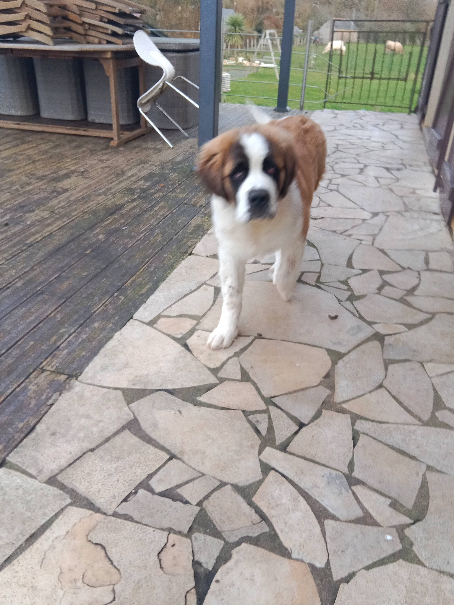 Uma a rejoint le concours — aidez-le/la à gagner de superbes lots ! brick, brickwork, carnivore, companion_dog, dog, dog_breed, fawn, fence, flagstone, floor, flooring, hardwood, liver, porch, road_surface, sidewalk, sporting_group, tail, toy_dog, wood