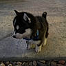Blue joined the competition — help win amazing prizes! animal, black_and_white, blue_collar, canine, concrete, cute, dim_light, dog, fur, husky, leash, night, outdoor, pet, puppy, rocks, side_view, small, standing, young