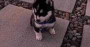 Blue joined the competition — help win amazing prizes! adorable, animal, black_and_white, collar, cute, dog, evening, fur, ground, nature, outdoor, pebbles, pet, puppy, quiet, shy, sitting, small, stone_slab, young