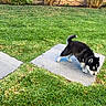 Blue is registered to the contest to win money with this photo: animal, backyard, canine, curious, daytime, dog, exploring, fur, grass, greenery, husky, nature, outdoor, pet, puppy, small_dog, stone_path, sunlight, walking, young_dog