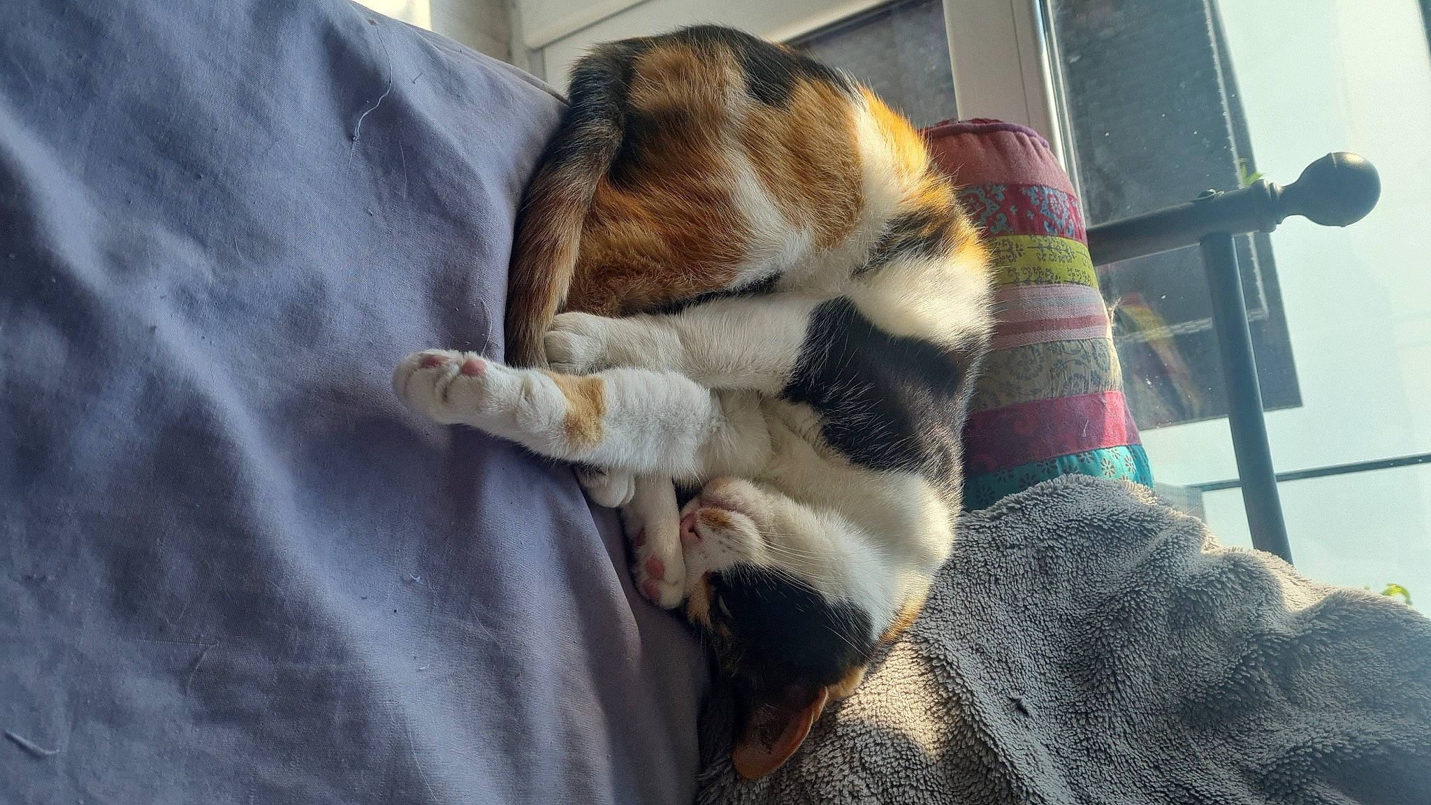 Naya a rejoint le concours — aidez-le/la à gagner de superbes lots ! bengal_tiger, canidae, carnivore, cat, claw, comfort, companion_dog, dog_breed, domestic_short_haired_cat, fawn, felidae, fur, nap, paw, small_to_medium_sized_cats, snout, sporting_group, tail, terrestrial_animal, whiskers