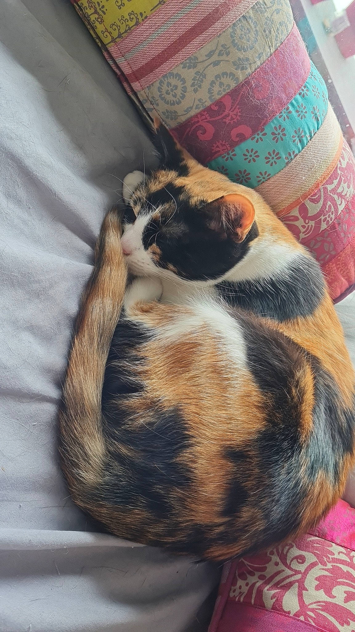 Naya participe au concours pour gagner de l'argent avec cette photo : canidae, carnivore, cat, comfort, companion_dog, dog_breed, fawn, felidae, fur, human_leg, linens, nap, pattern, paw, small_to_medium_sized_cats, sporting_group, tail, terrestrial_animal, whiskers, wood