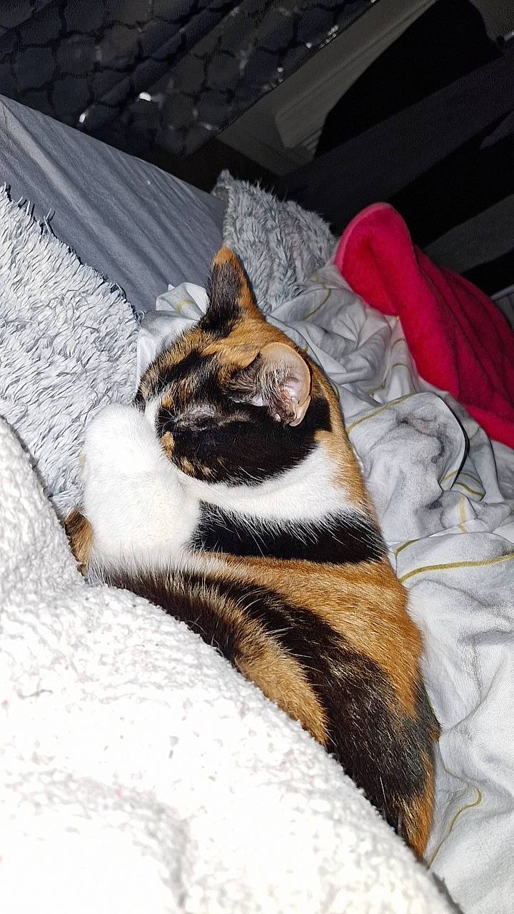 Naya participe au concours pour gagner de l'argent avec cette photo : bedding, carnivore, cat, comfort, domestic_short_haired_cat, fawn, felidae, freezing, fur, linens, nap, paw, small_to_medium_sized_cats, snout, snow, tail, terrestrial_animal, textile, whiskers, winter