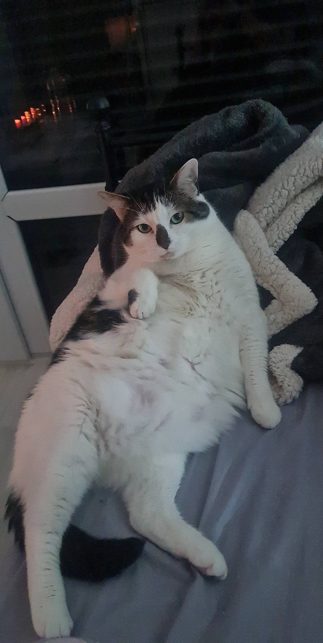 Oly participe au concours pour gagner de l'argent avec cette photo : carnivore, cat, claw, comfort, domestic_short_haired_cat, eye, felidae, formal_wear, fur, paw, sitting, small_to_medium_sized_cats, tail, whiskers