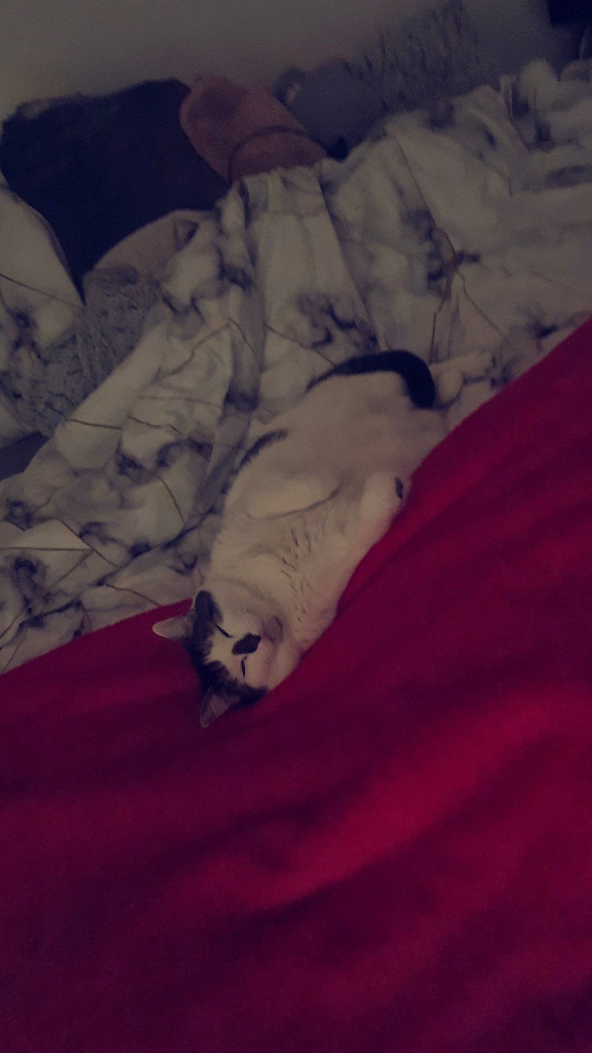 Oly participe au concours pour gagner de l'argent avec cette photo : bed, bedding, carmine, carnivore, cloud, comfort, companion_dog, dog_breed, felidae, fur, grey, linens, magenta, room, sky, small_to_medium_sized_cats, tail, textile, tints_and_shades, wood