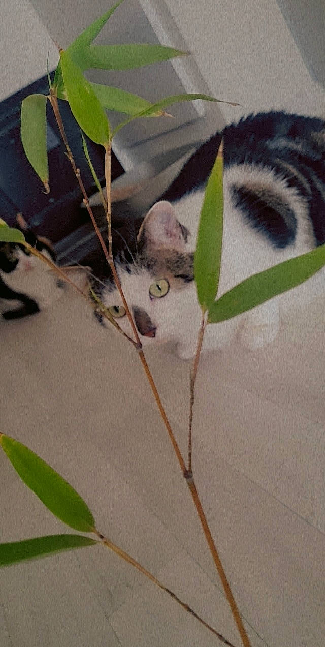 Oly participe au concours pour gagner de l'argent avec cette photo : automotive_wheel_system, beak, botany, cat, eyelash, felidae, grass, leaf, plant, small_to_medium_sized_cats, snout, tail, terrestrial_animal, terrestrial_plant, tree, twig, waterfowl, whiskers, wildlife, wood