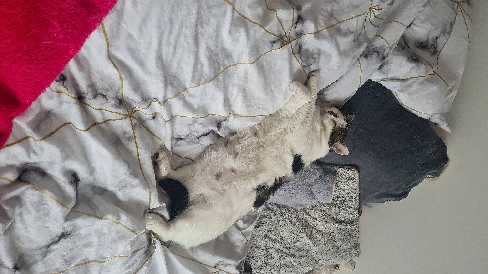 Oly participe au concours pour gagner de l'argent avec cette photo : fawn, fur, grey, linens, pattern, plant, sleeve, sporting_group, tail, tree, twig, winter, wood