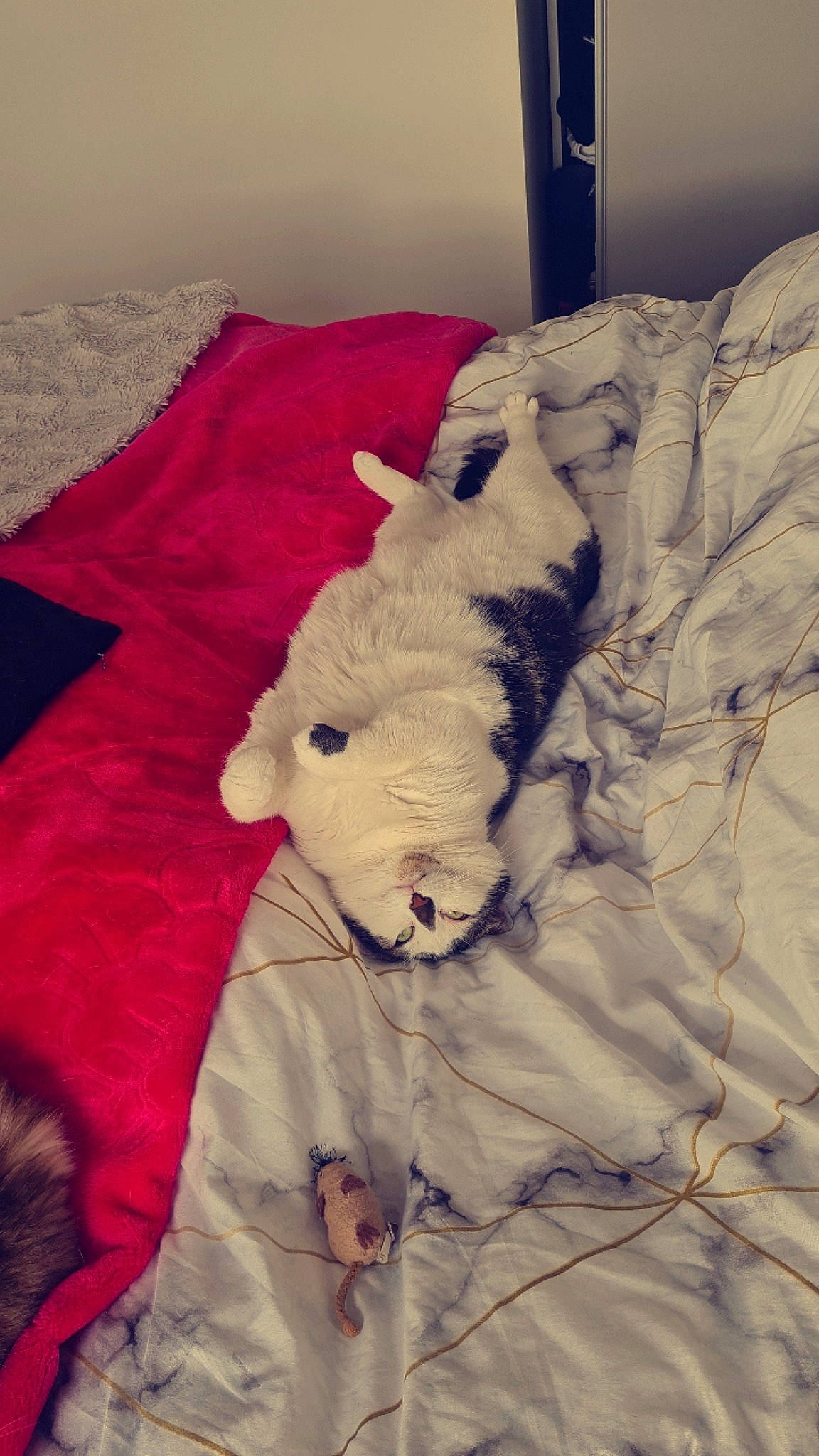 Oly a rejoint le concours — aidez-le/la à gagner de superbes lots ! bed, bedding, carnivore, comfort, companion_dog, dog_breed, duvet, felidae, fur, grey, linens, magenta, plush, room, sleeve, small_to_medium_sized_cats, stuffed_toy, teddy_bear, toy, whiskers