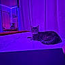 cat, bed, mirror, curtain, indoor, purple_light, led_lights, furniture, pet, tabby_cat, resting, cozy, room, reflection, blanket, quiet, domestic, sleepy, calm, evening