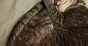 Muñuñi joined the competition — help win amazing prizes! cat, tabby, sleeping, curled_up, pet, fur, whiskers, paw, collar, bed, blanket, sheet, indoor, cozy, resting, cute, feline, domestic_animal, quiet, relaxed