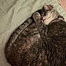 cat, tabby, sleeping, curled_up, pet, fur, whiskers, paw, collar, bed, blanket, sheet, indoor, cozy, resting, cute, feline, domestic_animal, quiet, relaxed