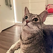 Muñuñi joined the competition — help win amazing prizes! cat, tabby_cat, pet, indoor, feline, whiskers, curious, soft_blanket, bedroom, plush_toy, wooden_floor, furniture, cozy, closeup, animal, domestic_animal, ears, eyes, resting, cute