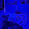 cat, bedroom, blue_light, blanket, dresser, wall_art, clothing, indoor, furniture, pet, cozy, bed, curious, resting, night, decor, soft, relaxing, animal, home