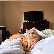 Tofu joined the competition — help win amazing prizes! cat, orange_cat, pet, indoor, bed, blanket, furniture, television, dresser, cozy, relaxed, animal, fur, whiskers, home, resting, cute, mammal, domestic, soft