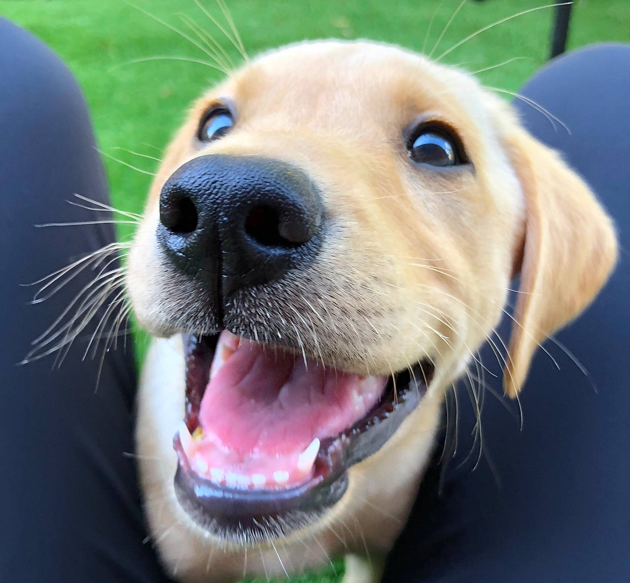 Goose joined the competition — help win amazing prizes! beagador, canidae, carnivore, companion_dog, dog, dog_breed, facial_expression, fawn, labrador_retriever, mammal, mouth, nose, puppy, rare_breed_dog, retriever, snout, sporting_group, tongue, vertebrate, whiskers