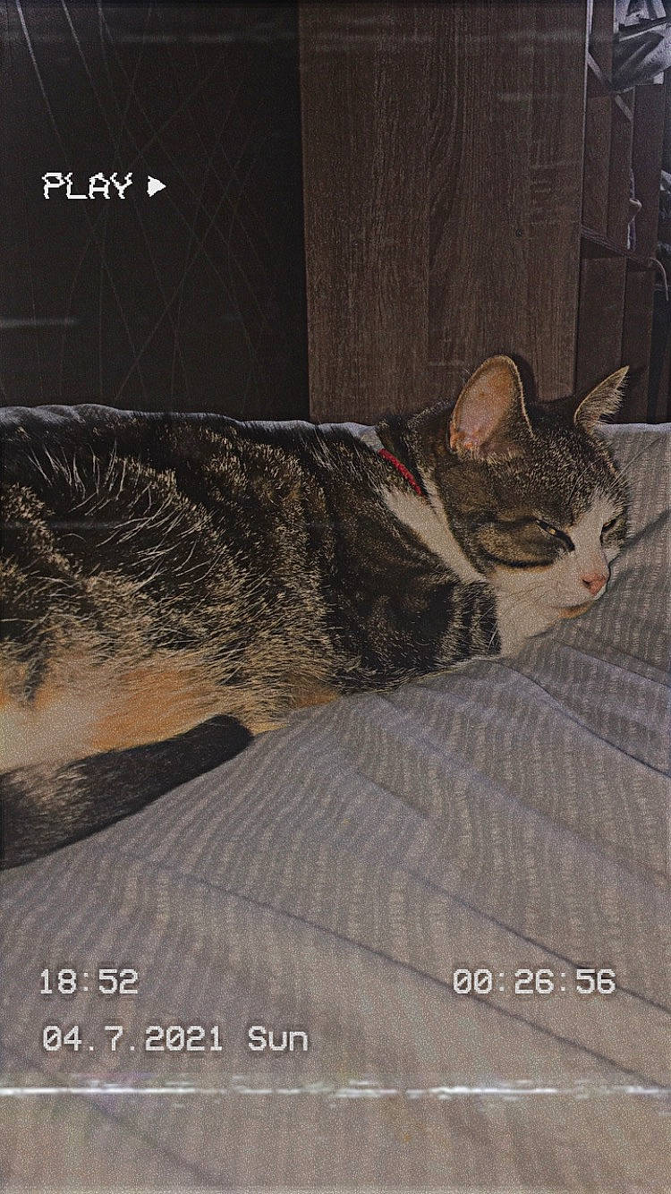 Lili participe au concours pour gagner de l'argent avec cette photo : art, carnivore, cat, comfort, domestic_short_haired_cat, drawing, fawn, felidae, font, fur, linens, nap, painting, rectangle, small_to_medium_sized_cats, snout, tail, terrestrial_animal, whiskers, wildlife