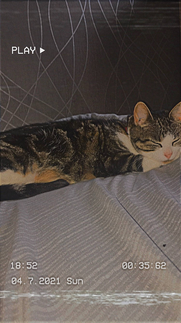 Lili participe au concours pour gagner de l'argent avec cette photo : carnivore, cat, domestic_short_haired_cat, felidae, flooring, font, fur, illustration, organism, paw, small_to_medium_sized_cats, snout, tail, terrestrial_animal, whiskers, wildlife, window, wood