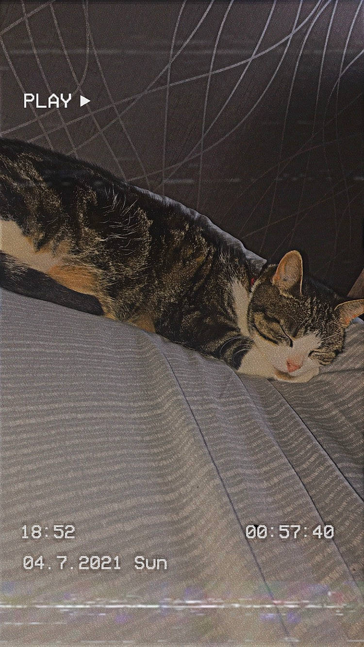 Lili a rejoint le concours — aidez-le/la à gagner de superbes lots ! carnivore, cat, domestic_short_haired_cat, eye, felidae, flooring, font, fur, illustration, organism, paw, photo_caption, small_to_medium_sized_cats, snout, tail, terrestrial_animal, whiskers, wildlife, wood