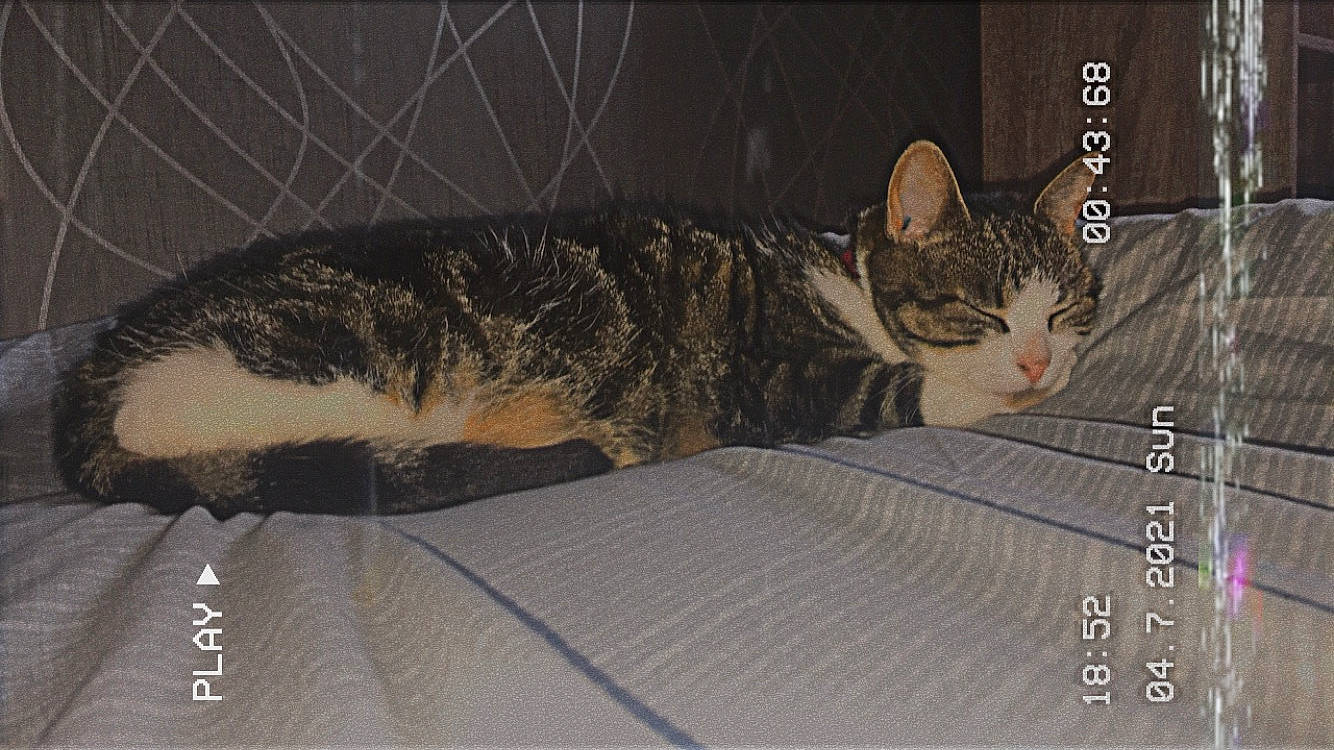 Lili participe au concours pour gagner de l'argent avec cette photo : carnivore, cat, claw, comfort, domestic_short_haired_cat, felidae, fur, paw, photo_caption, rectangle, sitting, small_to_medium_sized_cats, snout, tail, terrestrial_animal, whiskers, wildlife