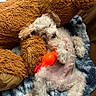 animal, blanket, blue, cozy, cute, dog, fluffy, fur, indoor, nap, orange, pet, puppy, relaxing, rubber_chicken, sleeping, small_dog, stuffed_animal, teddy_bear, toy