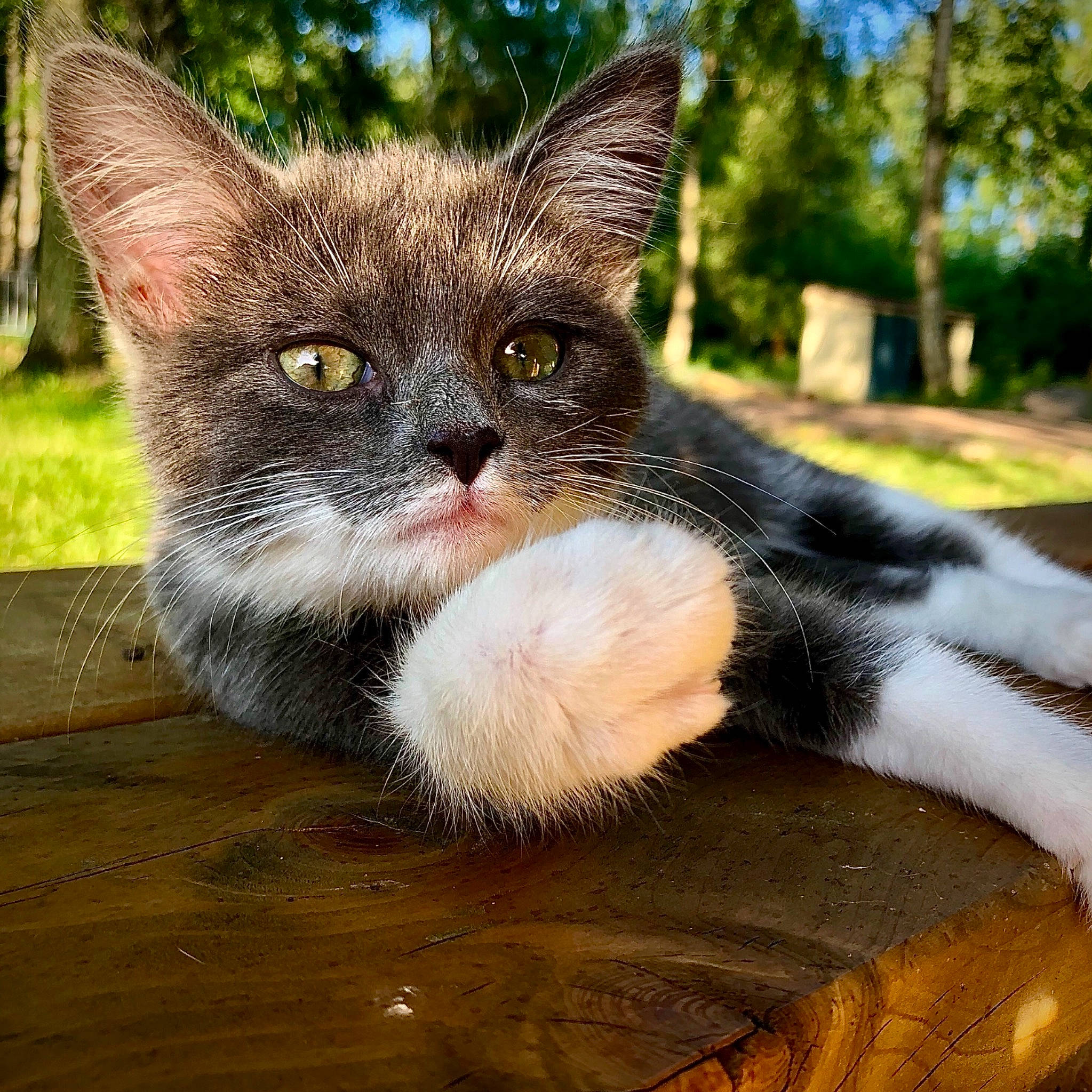 Lemon a rejoint le concours — aidez-le/la à gagner de superbes lots ! carnivore, cat, claw, domestic_short_haired_cat, fawn, felidae, foot, fur, grass, hardwood, paw, plant, sitting, small_to_medium_sized_cats, snout, tail, tree, whiskers, window, wood