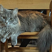 Cinder is registered to the contest to win money with this photo: cat, gray_cat, fluffy, long_hair, pet, animal, feline, chair, wooden_furniture, indoor, relaxed, looking_at_camera, tail, whiskers, ears, paws, domestic_animal, cute, calm, home