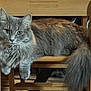 cat, gray_cat, fluffy, long_hair, pet, animal, feline, chair, wooden_furniture, indoor, relaxed, looking_at_camera, tail, whiskers, ears, paws, domestic_animal, cute, calm, home