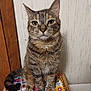 cat, tabby_cat, animal, pet, feline, sitting, book, books, reading, wooden_door, wall, indoor, furniture, table, paw, tail, striped, curious, looking, closeup
