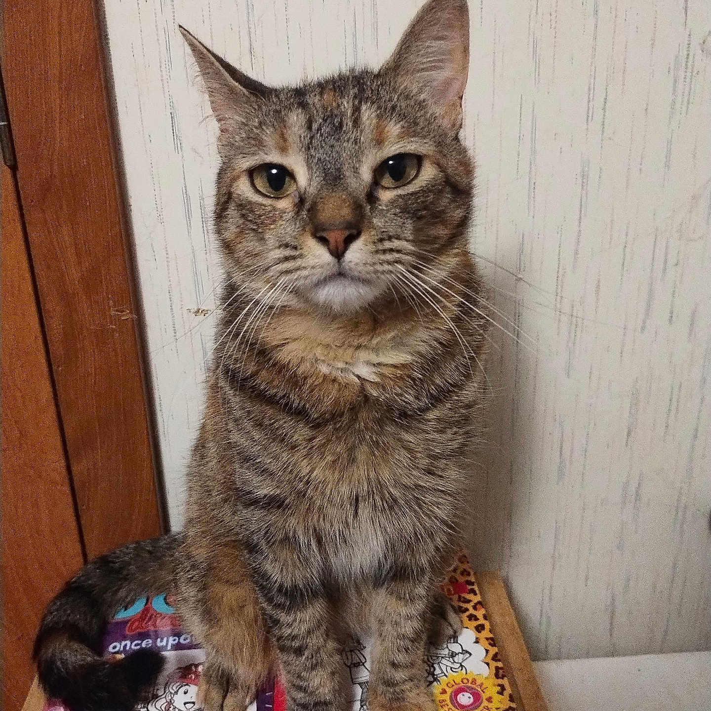 Cindy Lou Who is registered to the contest to win money with this photo: animal, book, books, cat, closeup, curious, feline, furniture, indoor, looking, paw, pet, reading, sitting, striped, tabby_cat, table, tail, wall, wooden_door