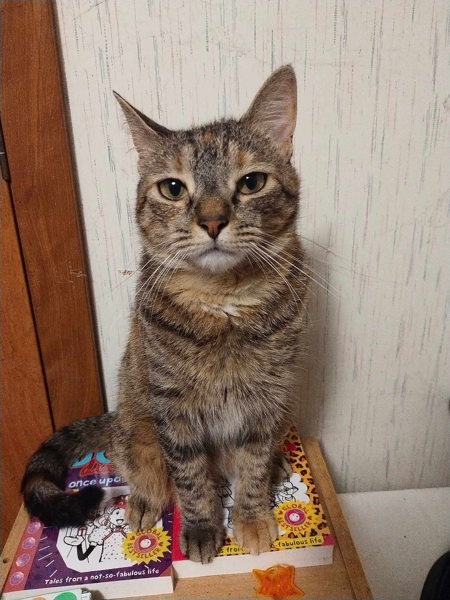Cindy Lou Who is registered to the contest to win money with this photo: cat, tabby_cat, animal, pet, feline, sitting, book, books, reading, wooden_door, wall, indoor, furniture, table, paw, tail, striped, curious, looking, closeup