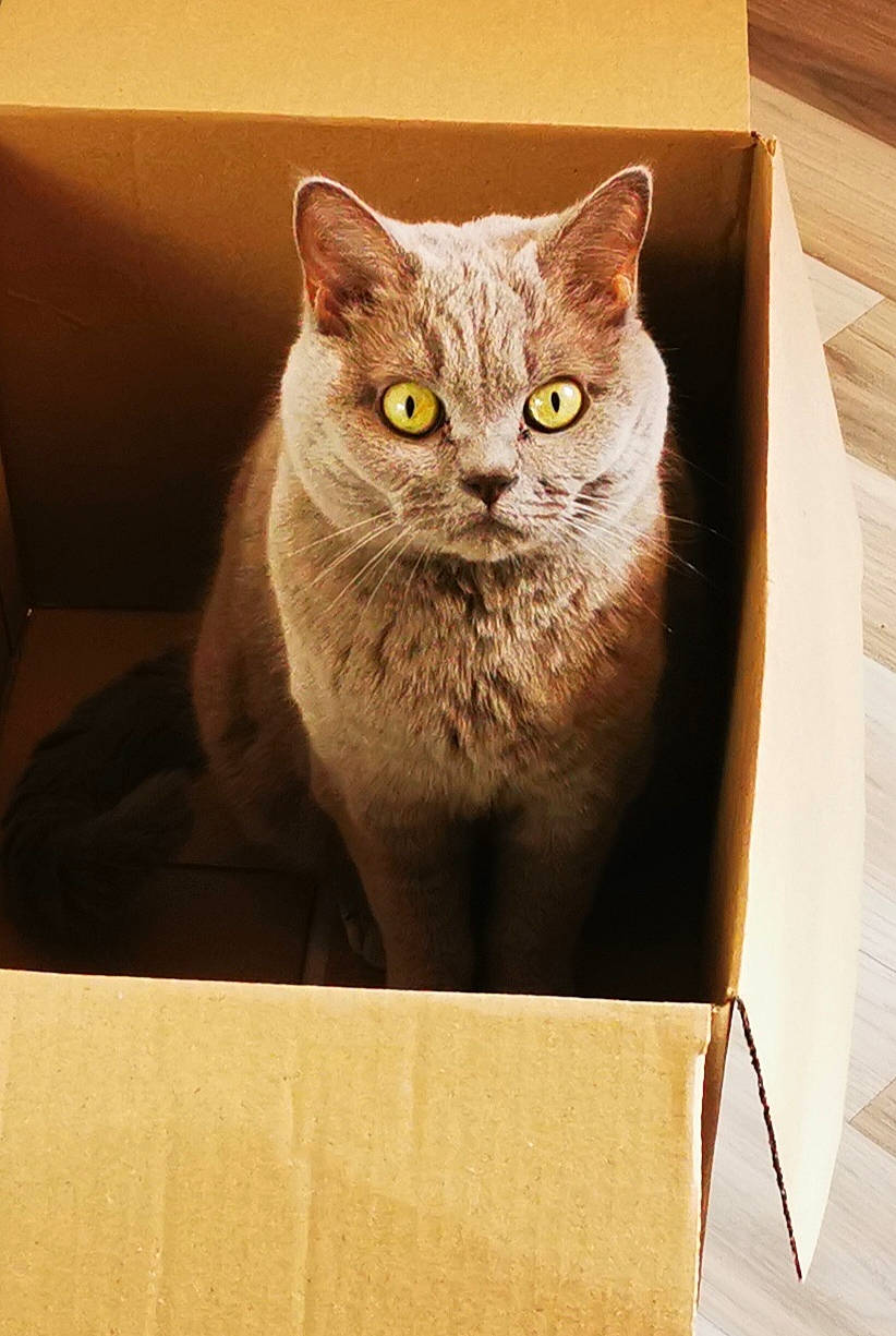 Loukoum a rejoint le concours — aidez-le/la à gagner de superbes lots ! box, cardboard, carnivore, cat, cat_supply, domestic_short_haired_cat, fawn, felidae, fur, grey, packaging_and_labeling, paper_product, rectangle, russian_blue, shipping_box, small_to_medium_sized_cats, snout, tail, whiskers, wood