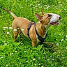 dog, bull_terrier, grass, wildflowers, meadow, outdoor, greenery, nature, canine, pet, animal, happy, harness, summer, field, plants, flora, sunlight, ears, snout