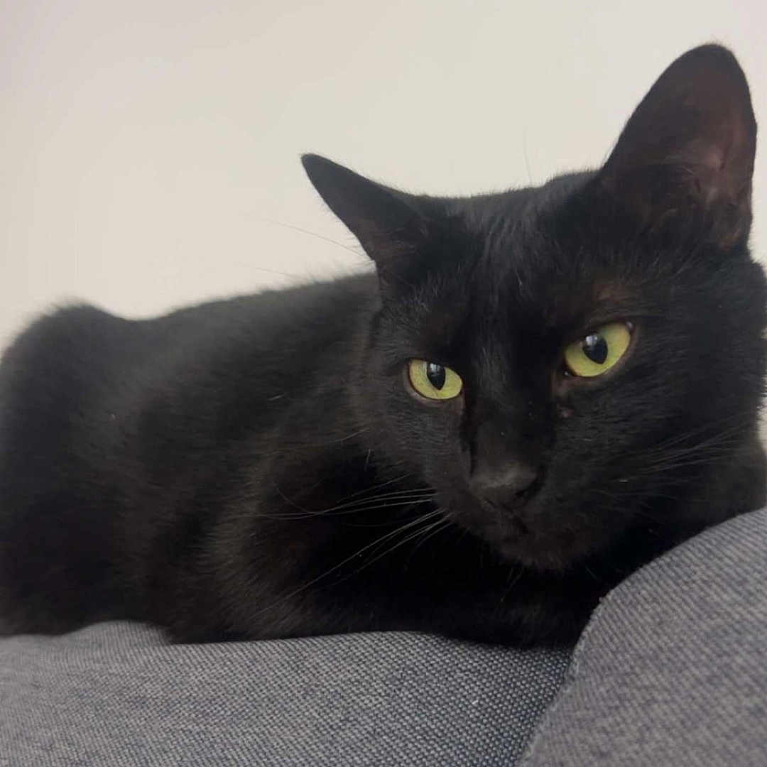 Namour a rejoint le concours — aidez-le/la à gagner de superbes lots ! cat, black_cat, pet, animal, feline, indoor, resting, relaxed, green_eyes, fur, whiskers, closeup, portrait, domestic_cat, cute, sleepy, cozy, sofa, texture, calm
