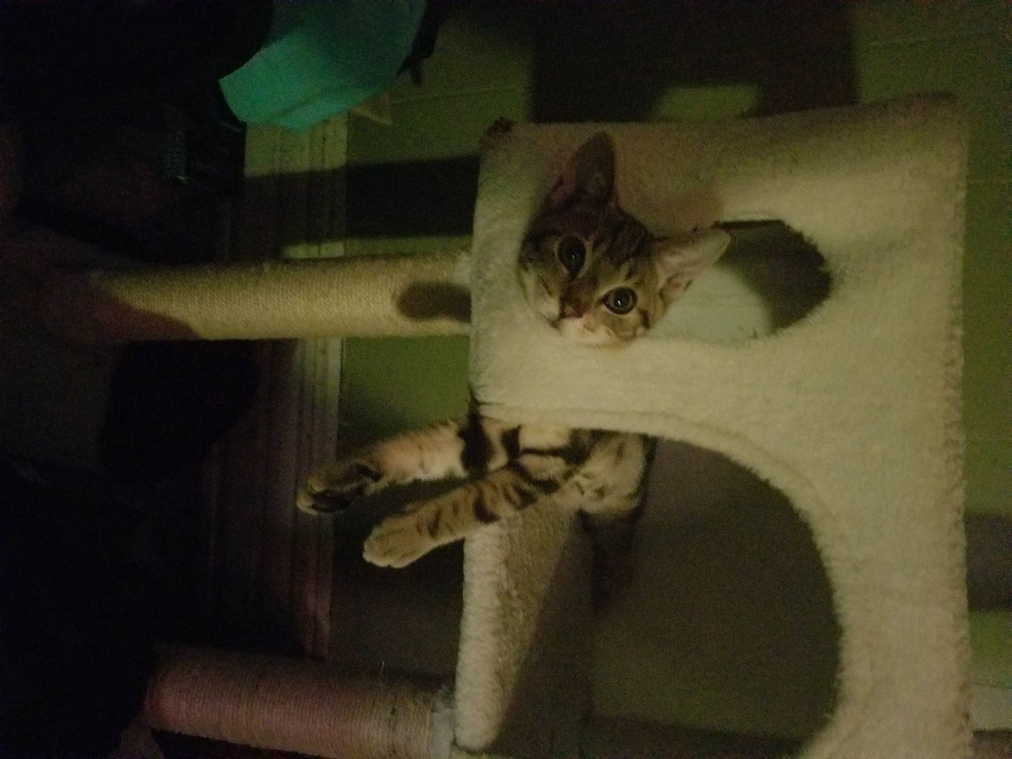 Ares is registered to the contest to win money with this photo: carnivore, cat, cat_bed, chair, comfort, darkness, domestic_short_haired_cat, door, felidae, fur, paw, room, small_to_medium_sized_cats, square, tail, tints_and_shades, visual_arts, whiskers, wood