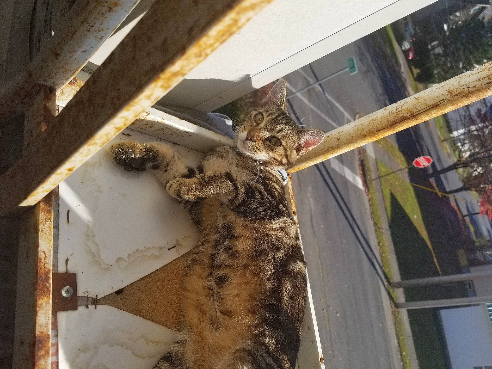 Ares is registered to the contest to win money with this photo: big_cats, building, carnivore, cat, domestic_short_haired_cat, felidae, fur, metal, small_to_medium_sized_cats, snout, tail, terrestrial_animal, whiskers, wood