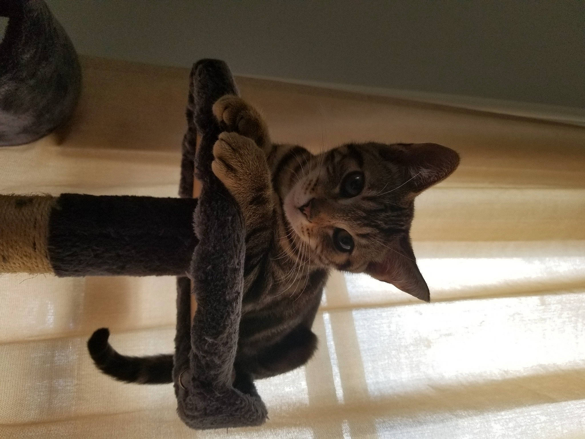 Ares is registered to the contest to win money with this photo: art, black_cat, canidae, carnivore, cat, claw, domestic_short_haired_cat, fawn, felidae, fur, metal, sculpture, small_to_medium_sized_cats, snout, stuffed_toy, tail, terrestrial_animal, toy, whiskers, wood