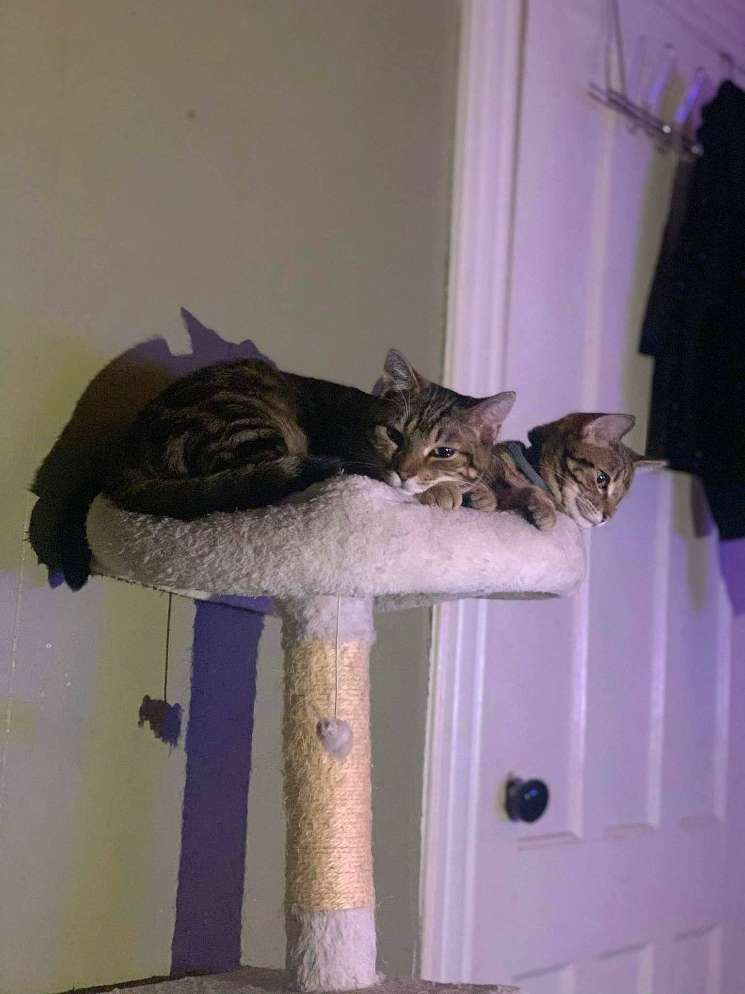 Ares joined the competition — help win amazing prizes! carnivore, cat, cat_bed, cat_supply, curtain, domestic_short_haired_cat, felidae, fur, grey, hardwood, plant, room, small_to_medium_sized_cats, tail, whiskers, window, window_covering, window_treatment, wood