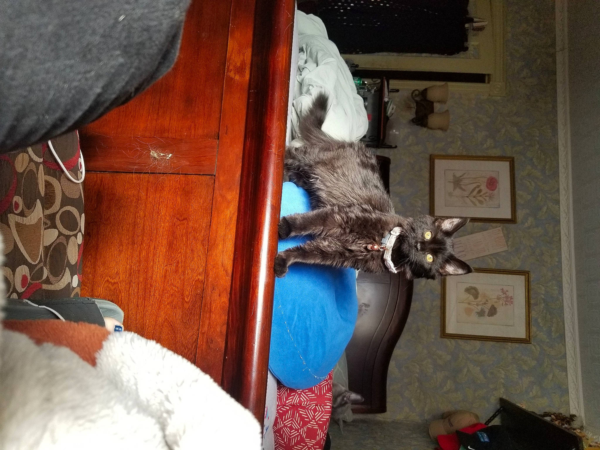 Bean is registered to the contest to win money with this photo: canidae, comfort, companion_dog, dog_breed, domestic_short_haired_cat, fawn, felidae, fur, hardwood, human_leg, linens, picture_frame, room, small_to_medium_sized_cats, sporting_group, tail, whiskers, wood, working_animal