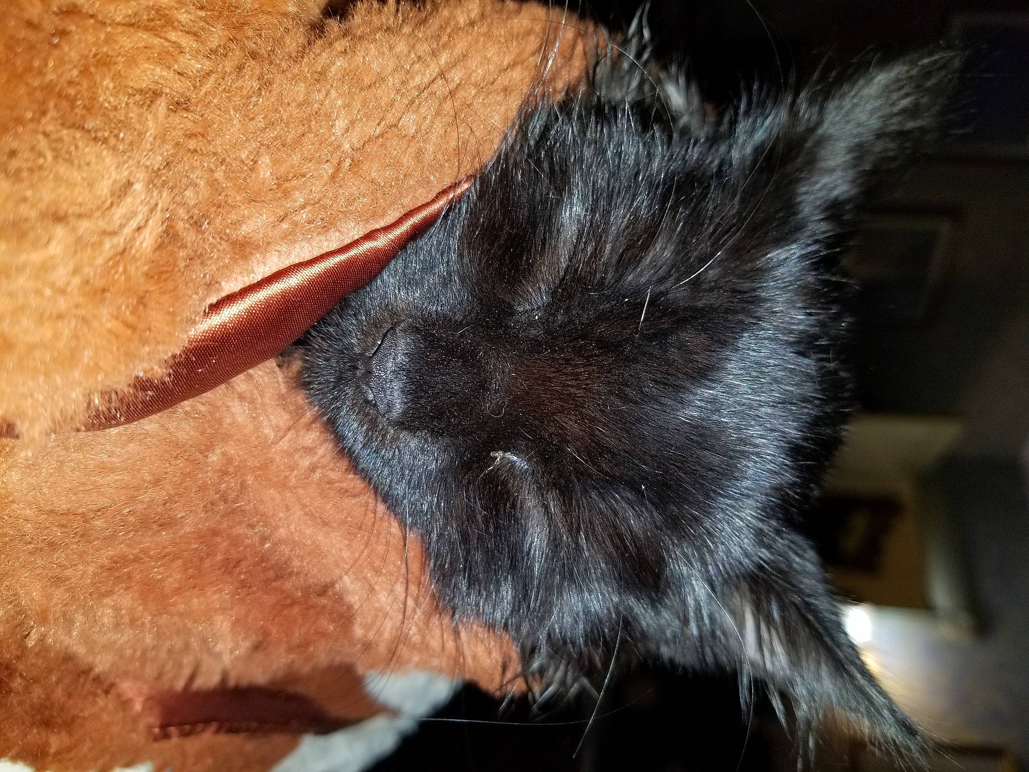 Bean joined the competition — help win amazing prizes! black_cat, canidae, carnivore, cat, claw, comfort, dog_breed, ear, fawn, felidae, foot, fur, gesture, liver, paw, small_to_medium_sized_cats, snout, sporting_group, tail, whiskers