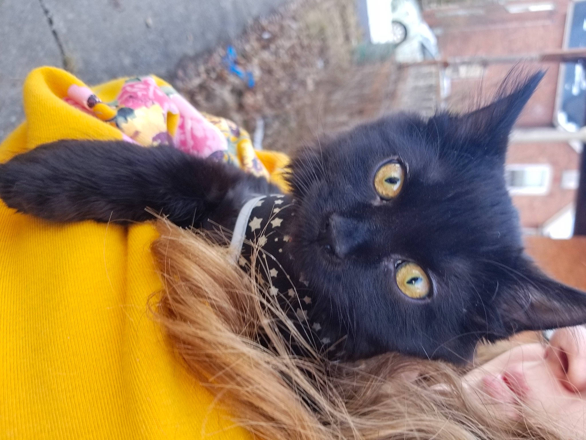 Bean joined the competition — help win amazing prizes! black_cat, bombay, carnivore, cat, claw, comfort, domestic_short_haired_cat, ear, felidae, fur, gesture, iris, paw, small_to_medium_sized_cats, snout, tail, whiskers