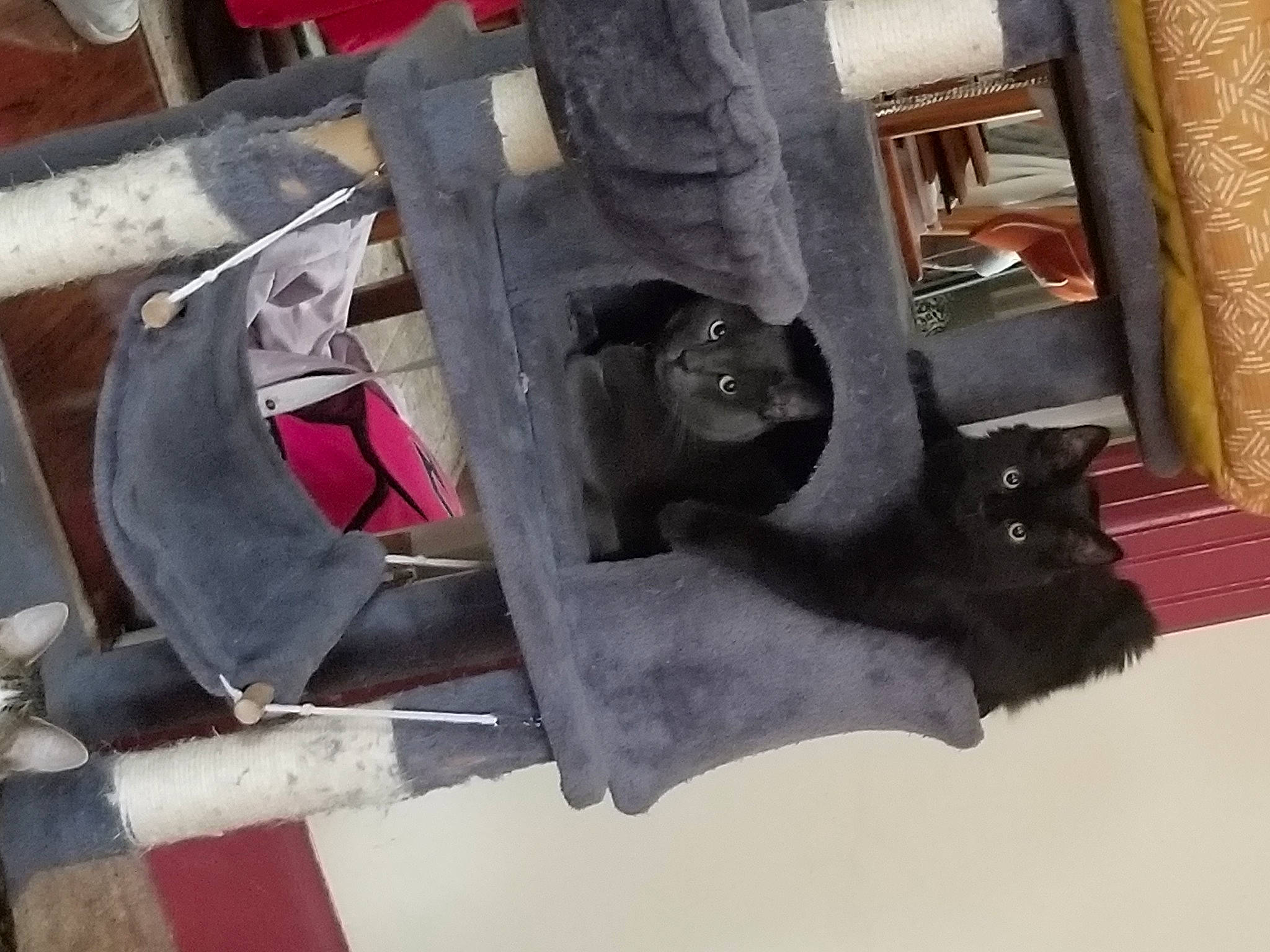 Bean is registered to the contest to win money with this photo: art, auto_part, bombay, carmine, carnivore, cat, concrete, felidae, fur, gas, metal, pet_supply, sculpture, small_to_medium_sized_cats, wood, working_animal